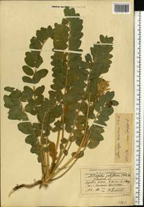 Astragalus tanaiticus C. Kooh, Eastern Europe, Rostov Oblast (E12a) (Russia)