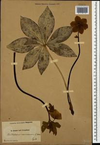 Helleborus orientalis subsp. orientalis, Caucasus, Armenia (K5) (Armenia)