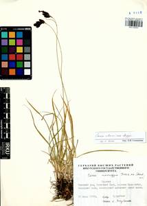 Carex aterrima Hoppe, Siberia, Baikal & Transbaikal region (S4) (Russia)