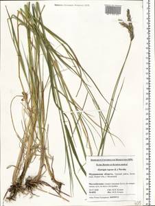 Elymus repens (L.) Gould, Eastern Europe, Northern region (E1) (Russia)