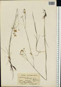 Eremogone saxatilis (L.) Ikonn., Eastern Europe, Moscow region (E4a) (Russia)