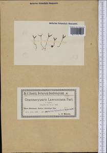 Chamaecyparis lawsoniana (A. Murray bis) Parl., America (AMER) (Poland)