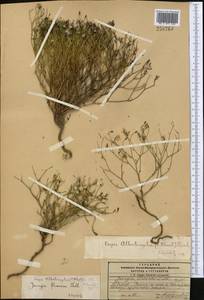 Askellia flexuosa (Ledeb.) W. A. Weber, Middle Asia, Pamir & Pamiro-Alai (M2)