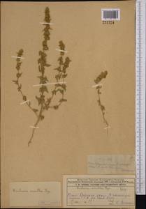 Kirilowia eriantha Bunge, Middle Asia, Syr-Darian deserts & Kyzylkum (M7) (Kazakhstan)