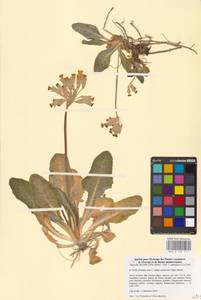 Primula veris L., Western Europe (EUR) (France)