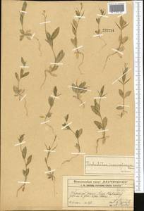 Neotorularia torulosa (Desf.) Hedge & J. Léonard, Middle Asia, Western Tian Shan & Karatau (M3) (Kazakhstan)