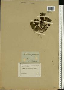 Lamium purpureum L., Eastern Europe, North-Western region (E2) (Russia)