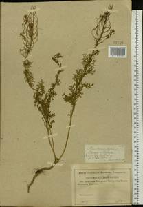 Descurainia sophia (L.) Webb ex Prantl, Eastern Europe, Middle Volga region (E8) (Russia)