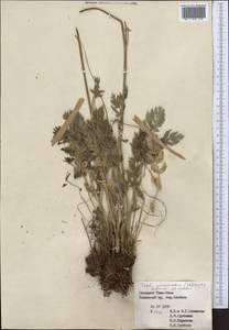 Seseli mucronatum (Schrenk) Pimenov & Sdobnina, Middle Asia, Western Tian Shan & Karatau (M3) (Kyrgyzstan)