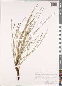 Equisetum ramosissimum Desf., Caucasus, North Ossetia, Ingushetia & Chechnya (K1c) (Russia)