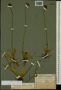 Pilosella densiflora subsp. densiflora, Eastern Europe, North Ukrainian region (E11) (Ukraine)