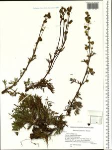 Artemisia subarctica Krasch., Siberia, Yakutia (S5) (Russia)