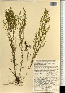Artemisia capillaris Thunb., Mongolia (MONG) (Mongolia)