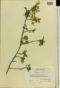 Prunus mahaleb L., Eastern Europe, Moldova (E13a) (Moldova)