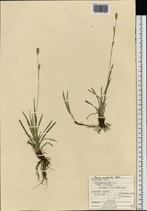 Carex michelii Host, Eastern Europe, West Ukrainian region (E13) (Ukraine)