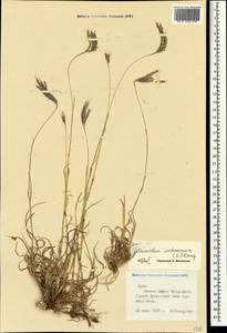 Bothriochloa ischaemum (L.) Keng, Crimea (KRYM) (Russia)