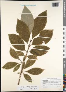 Syringa henryi C.K.Schneid., Eastern Europe, Moscow region (E4a) (Russia)