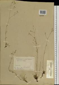 Gypsophila patrinii Ser., Siberia, Altai & Sayany Mountains (S2) (Russia)