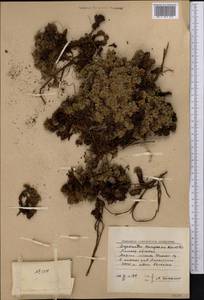 Potentilla tetrandra (Bunge) Bunge ex Hook. fil., Middle Asia, Northern & Central Tian Shan (M4) (Kazakhstan)