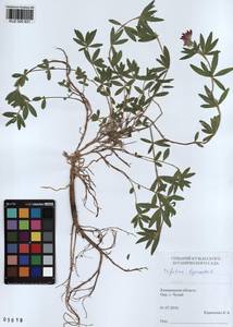 KUZ 000 831, Trifolium lupinaster L., Siberia, Altai & Sayany Mountains (S2) (Russia)