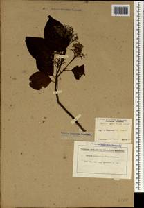 Cornus alba L., South Asia, South Asia (Asia outside ex-Soviet states and Mongolia) (ASIA) (Japan)
