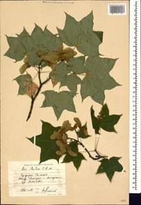 Acer cappadocicum subsp. cappadocicum, Caucasus, Azerbaijan (K6) (Azerbaijan)