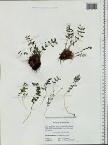 Woodsia ilvensis (L.) R. Br., Siberia, Baikal & Transbaikal region (S4) (Russia)