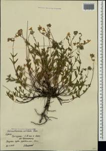 Helianthemum nummularium subsp. glabrum (W. D. J. Koch) R. Wilczek, Crimea (KRYM) (Russia)