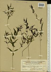 Melampyrum sylvaticum L., Eastern Europe, Volga-Kama region (E7) (Russia)