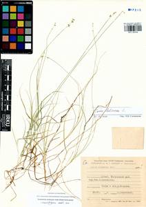 Carex loliacea L., Siberia, Altai & Sayany Mountains (S2) (Russia)