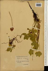 Trifolium ambiguum M.Bieb., Caucasus, Stavropol Krai, Karachay-Cherkessia & Kabardino-Balkaria (K1b) (Russia)