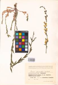 MHA 0 159 249, Linaria genistifolia (L.) Mill., Eastern Europe, Lower Volga region (E9) (Russia)