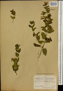 Nepeta lophanthus (L.) Fisch. ex Loew, Mongolia (MONG) (Mongolia)