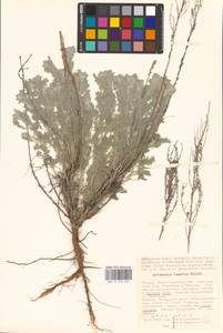 Artemisia taurica Willd., Eastern Europe, Lower Volga region (E9) (Russia)