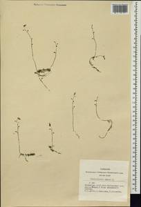 Utricularia minor L., Siberia, Altai & Sayany Mountains (S2) (Russia)