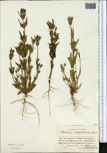 Gentianella turkestanorum (Gandoger) Holub, Middle Asia, Dzungarian Alatau & Tarbagatai (M5) (Kazakhstan)
