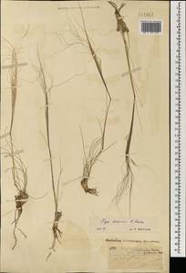 Stipa krylovii Roshev., Mongolia (MONG) (Mongolia)