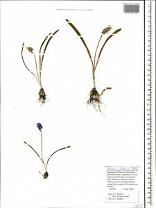 Muscari pallens (M.Bieb.) Fisch., Caucasus, Stavropol Krai, Karachay-Cherkessia & Kabardino-Balkaria (K1b) (Russia)