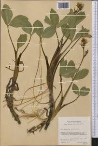 Menyanthes trifoliata L., America (AMER) (Greenland)