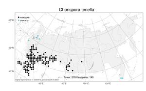 Chorispora tenella (Pall.) DC., Atlas of the Russian Flora (FLORUS) (Russia)