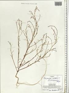 Corispermum nitidum Kit. ex Schult., Eastern Europe, Rostov Oblast (E12a) (Russia)