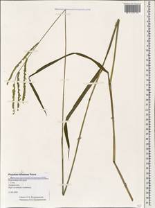 Paspalum dilatatum Poir., Caucasus, Black Sea Shore (from Novorossiysk to Adler) (K3) (Russia)