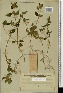 Galeopsis bifida Boenn., Caucasus, Azerbaijan (K6) (Azerbaijan)