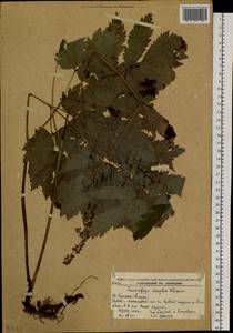 Actaea simplex (DC.) Wormsk. ex Fisch. & C. A. Mey., Siberia, Russian Far East (S6) (Russia)