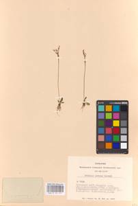 Primula nutans Georgi, Siberia, Altai & Sayany Mountains (S2) (Russia)