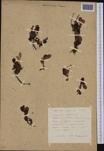 Arctostaphylos alpinus (L.) Spreng., Siberia, Russian Far East (S6) (Russia)