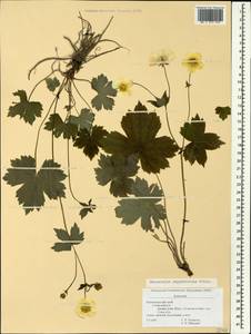 Ranunculus cappadocicus Willd., Caucasus, Black Sea Shore (from Novorossiysk to Adler) (K3) (Russia)