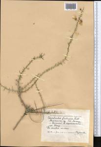 Convolvulus fruticosus Pall., Middle Asia, Caspian Ustyurt & Northern Aralia (M8) (Kazakhstan)