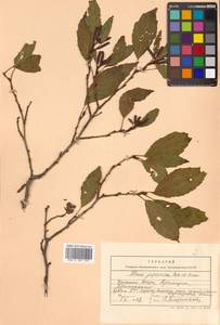 Alnus japonica (Thunb.) Steud., Siberia, Russian Far East (S6) (Russia)