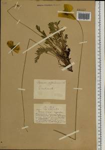 Oreomecon nudicaulis subsp. nudicaulis, Siberia, Altai & Sayany Mountains (S2) (Russia)